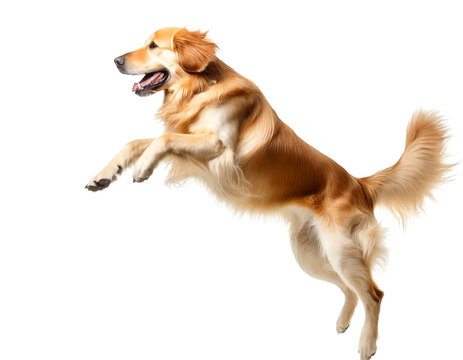 Springender golden Retriever isoliert auf wei&szlig;en Hintergrund, Freisteller