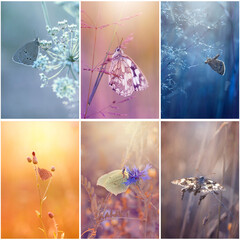 Letni motyl, jasny kolor, kolaż. Naturalny wzór. Pastelowe kolorowe tło.  Miejsce na tekst, życzenia, zaproszenie  © anettastar