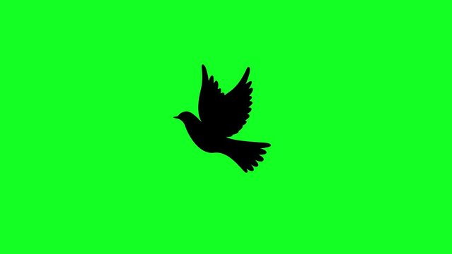 Bird with green screen in 4K, Bird in moving, animated bird 
