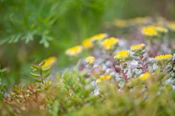 Obraz premium Close up of Yellow Ground Cover Flowers