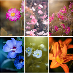 Kolaż, piękny, letni kwiat, pastelowy kolor. Jasne dekoracyjne tło kwiatowe. Bukiet kwiatów, puste miejsce na tekst, życzenia, zaproszenie  © anettastar