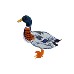 Hand drawn watercolor drawing of standing mallard wild duck (Anas platyrhynchos) isolated on a white background