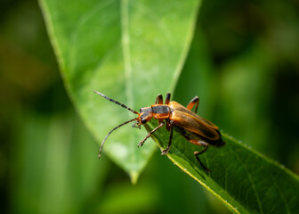 Margined Leatherwing Beetle Chauliognathus marginatus crawling up a green leaf Horizontal macro photo with copy space