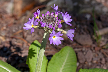 the most beautiful flowers
