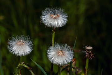 the most beautiful flowers