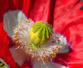the most beautiful flowers