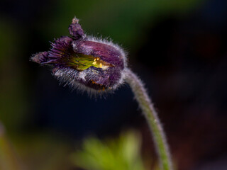 the most beautiful flowers