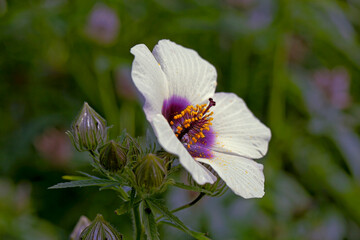 the most beautiful flowers