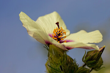 the most beautiful flowers