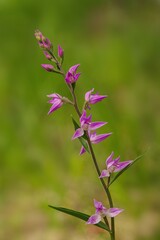 Orchid Red helleborine (Cephalanthera rubra) on green background. Closeup of a flowering red helleborine orchid.