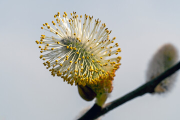 the most beautiful flowers