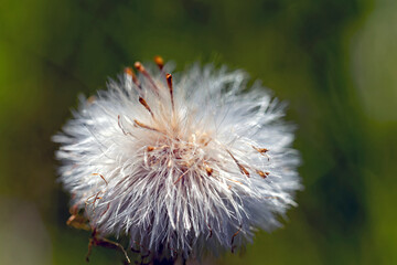 the most beautiful flowers