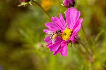 the most beautiful flowers