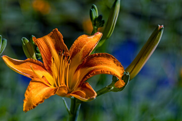 the most beautiful flowers