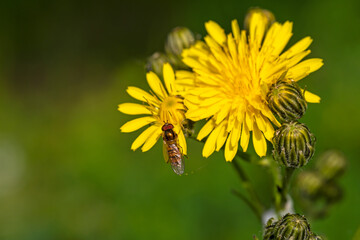 the most beautiful flowers