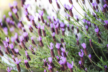 Spanish Lavender Growing Outside in Summer