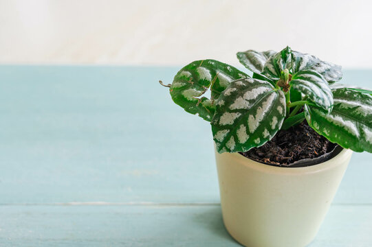観葉植物　ピレア