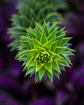 Araucaria Araucana (Monkey Puzzle Plant)