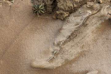 Sandstone Erosion with Small Succulent Plant