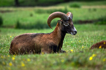 mountain goat on a meadow