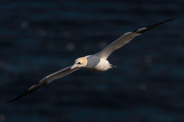 Gannet