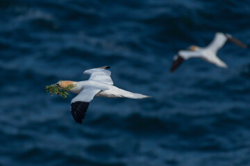 Gannets