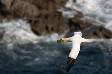 Gannet