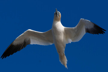Gannet