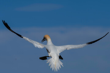 Gannet