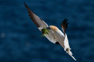 Gannet