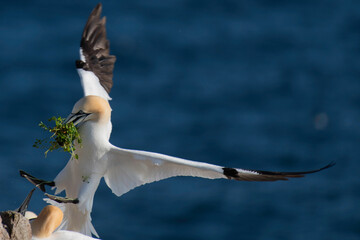 Gannet