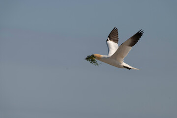 Gannet