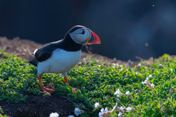 Puffins