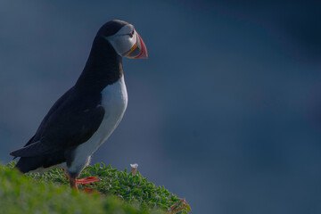 Puffins