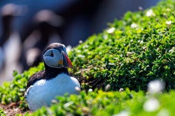 Puffins