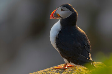 Puffins
