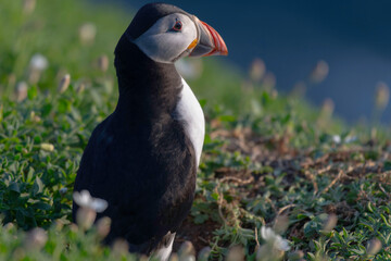 Puffins