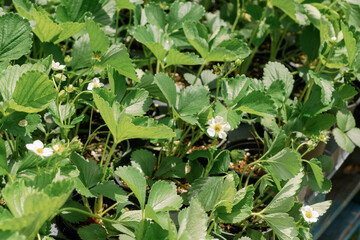 strawberry plant flowering