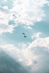 birds in the sky