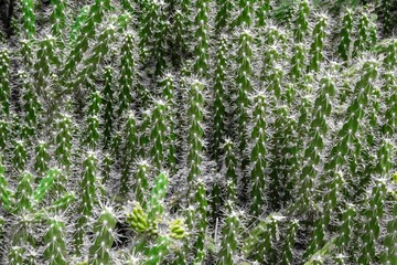 green cactustexture