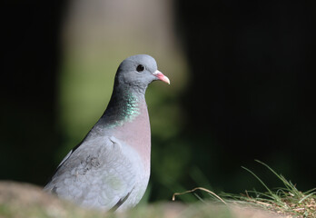 Stock dove