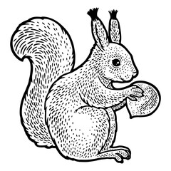 squirrel and hazelnut sketch engraving PNG illustration. T-shirt apparel print design. Scratch board imitation. Black and white hand drawn image.