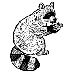 raccoon and apple sketch engraving PNG illustration. T-shirt apparel print design. Scratch board imitation. Black and white hand drawn image. © Oleksandr Pokusai