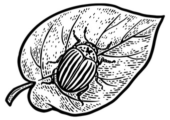 Colorado potato beetle on leaf sketch engraving PNG illustration. T-shirt apparel print design. Scratch board imitation. Black and white hand drawn image.