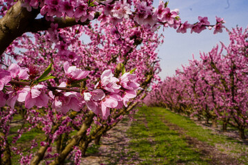 Vibrant Spring Scenery