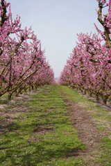 Vibrant Spring Scenery