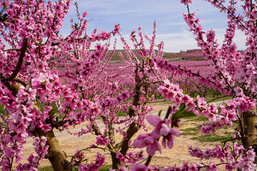 Vibrant Spring Scenery