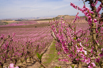 Vibrant Spring Scenery
