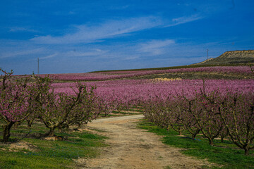 Vibrant Spring Scenery