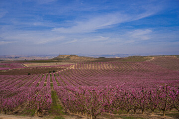 Vibrant Spring Scenery